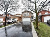 84 Daffodil Pl (Bsmt), Brampton